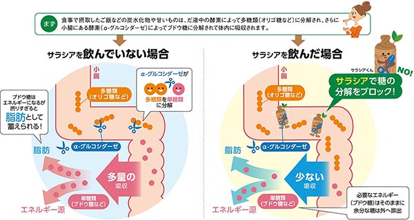 サラシアのちから